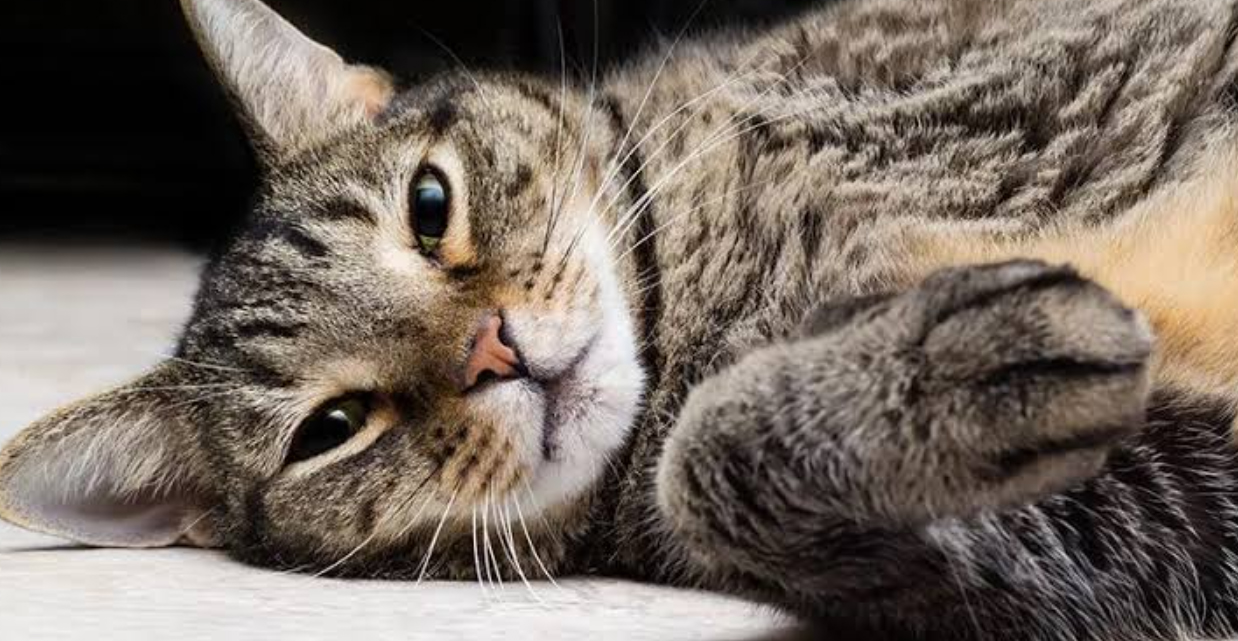 tabby cat is looking at you
