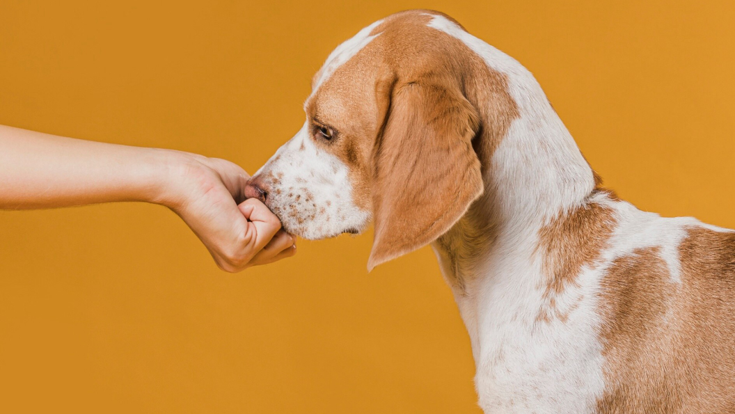 a dog sniffing your hand